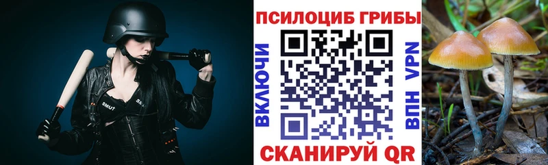 наркошоп  Клин  Галлюциногенные грибы Psilocybe 